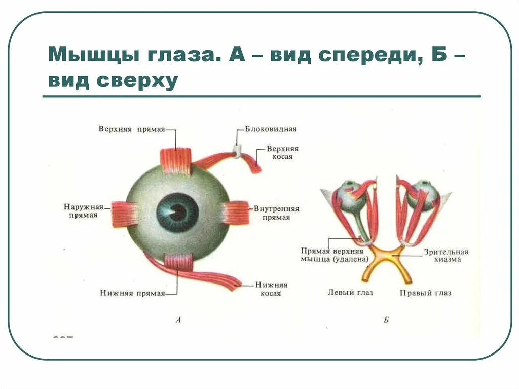 Мышцы глазного яблока схема. Внутренняя прямая мышца глазного яблока. Строение мышц глазного яблока. Мышцы глаза анатомия. Места крепления глазодвигательных мышц