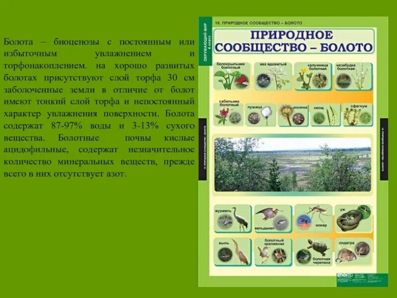 План изучения природного сообщества 4 класс окружающий. Природное сообщество болото. изучение природного сообщества : болота. болотный биоценоз. признаки природного сообщества болото.