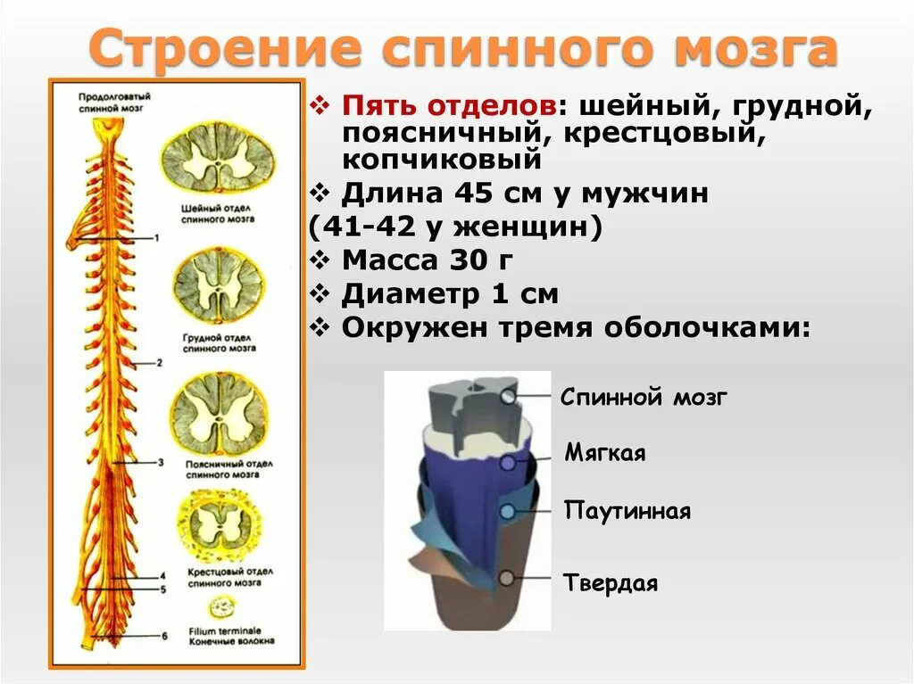 Спинной мозг строение и функции анатомия. Спинной мозг строение и функции ЕГЭ. Строение и функции спинного мозга человека биология. Спинной мозг человека строение и функции таблица.