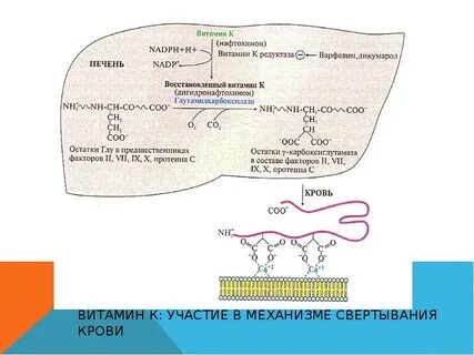 Роль витамина к в свертывании