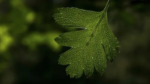 Leaves lives