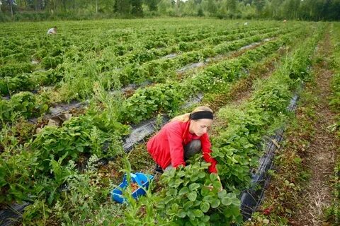 Собирать клубнику на полях