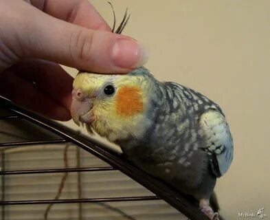 Кореллы купаются