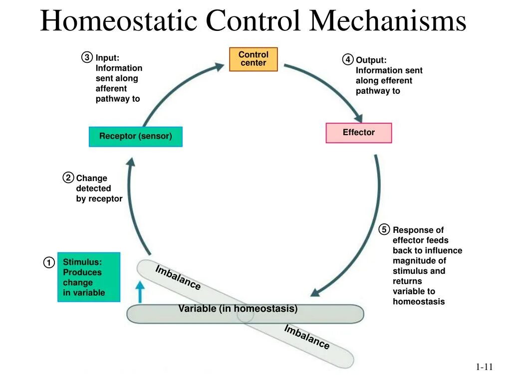 Стимулы могут быть связаны. Homeostasis Control mechanism. Input output mechanism Control. The mechanisms Band.