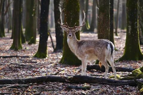 If you hit a deer with your car