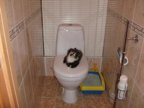 Сколько раз ходит в туалет кот