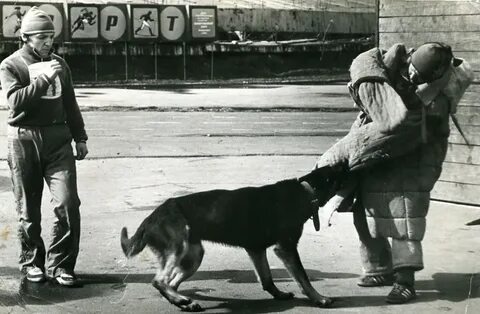 Собака 1970