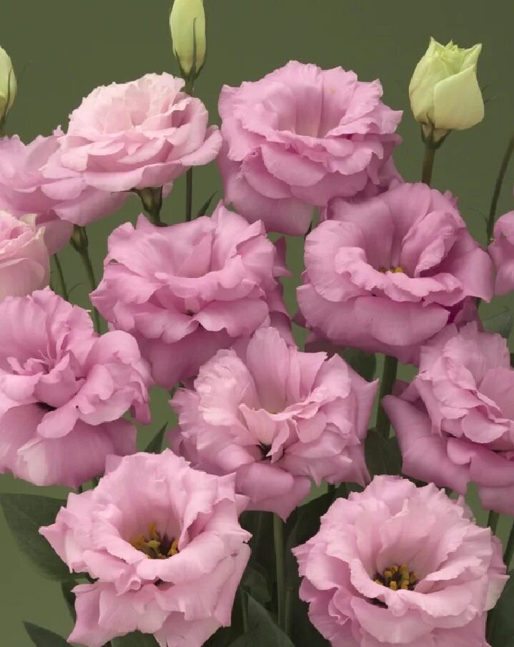 Эустома сорта. Эустома. эустома кармен лилак. эустома лизиантус. эустома (lisianthus).