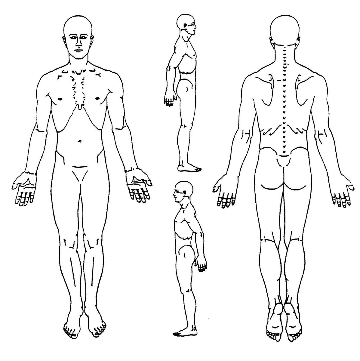 Схема человека. Схема человека спереди. Схема человека спереди и сзади. Тело схематично.