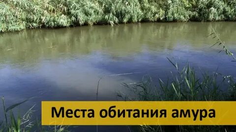 Амур в пруду