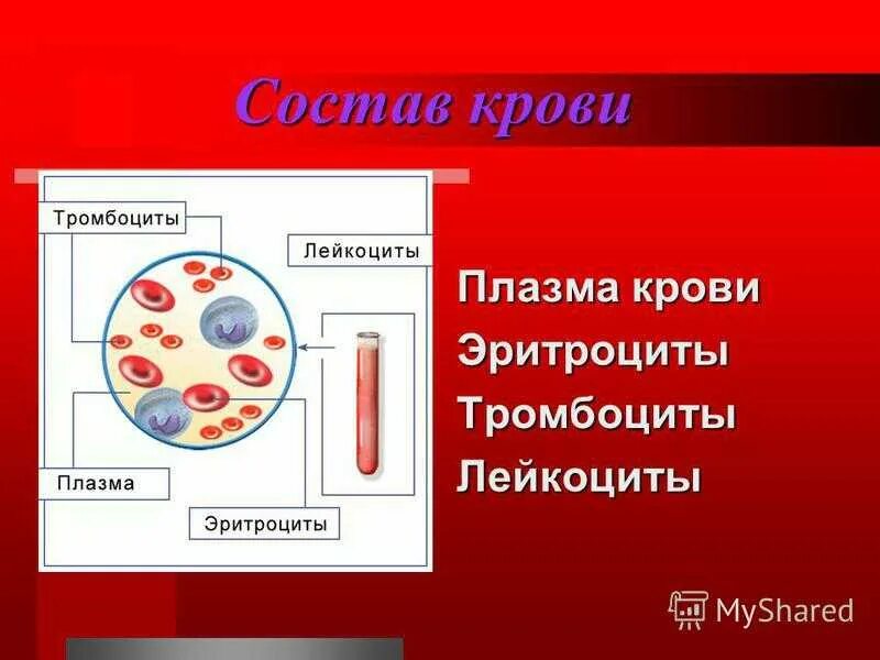 1 эритроцит тромбоцит гемоглобин. Клетки крови эритроциты лейкоциты тромбоциты рисунок. состав крови лейкоциты плазма эритроциты. из чего состоит кровь тромбоцитов эритроцитов. состав плазмы строение функции клеток крови.
