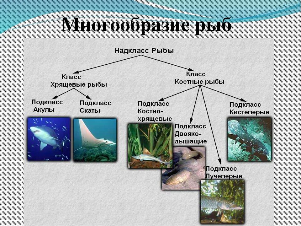 Многообразие рыб биология