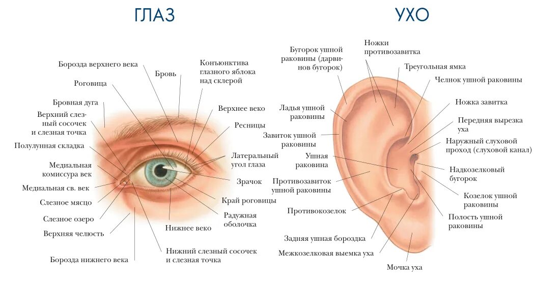 Строение глаза веки анатомия. Строение глаза пластическая анатомия. Пластическое строение глаза. Строение уха носа глаза.