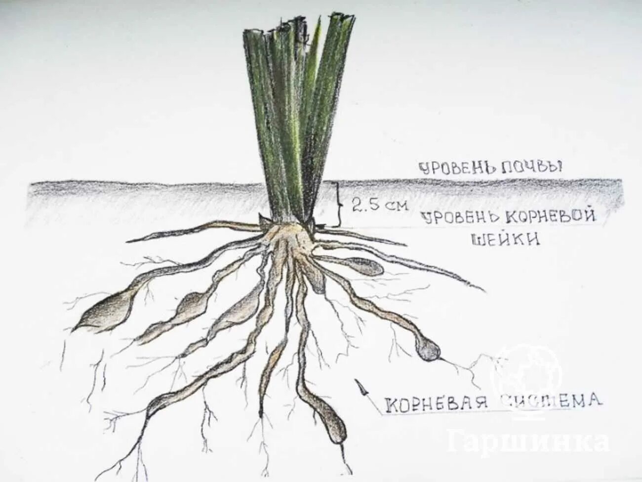 Какой тип корневой системы сформируется если луковицу. Ккорневая шкйка лилилкйника. Лилейник корневая шейка. Эремурус корневище. Лилейники корневая система.