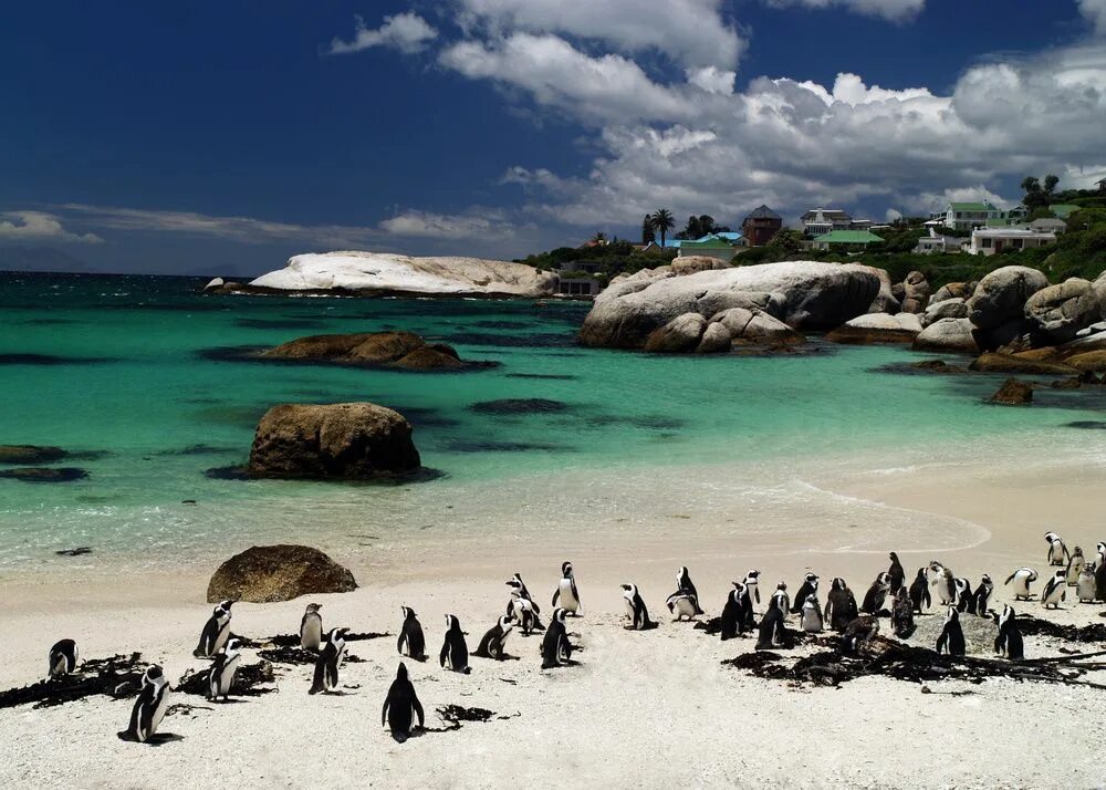 Кейптаун Болдерс Бич. Пляж Боулдерс Кейптаун. Пингвиний пляж ЮАР. ЮАР Кейптаун пляж.