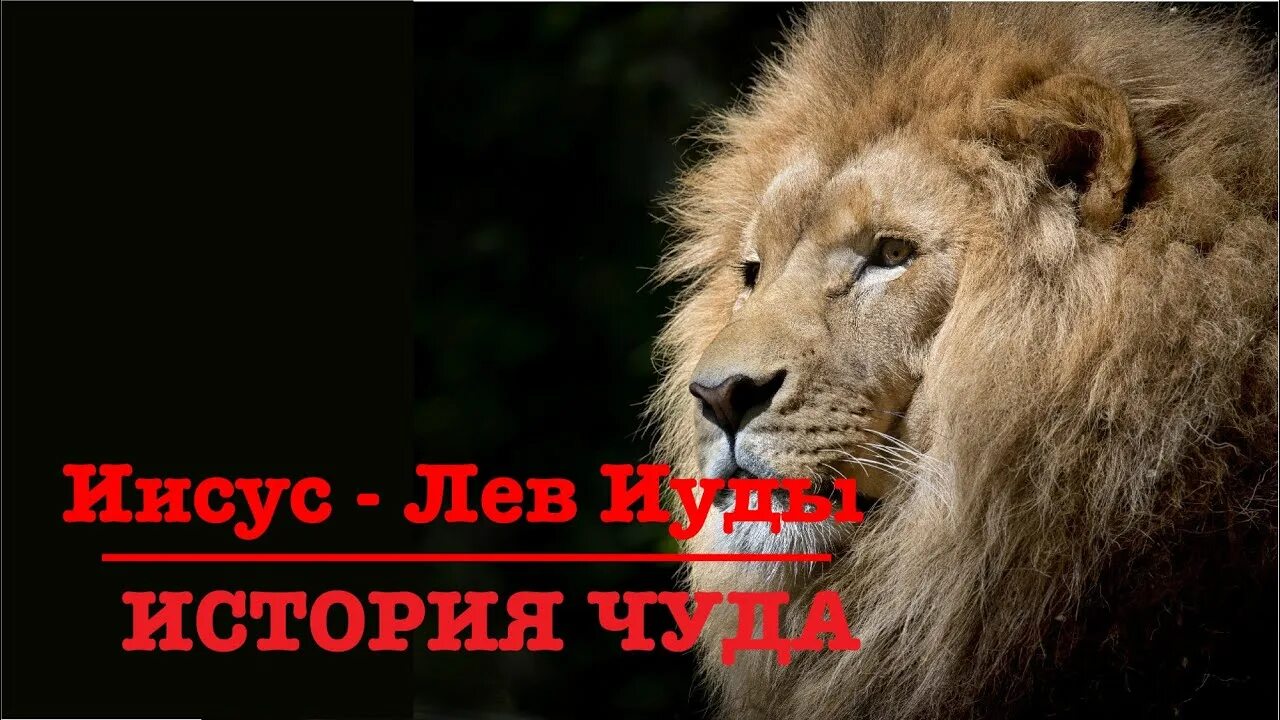 Лев иуды. Лев из колена иудина победил. лев от колена иудина. иисус лев.