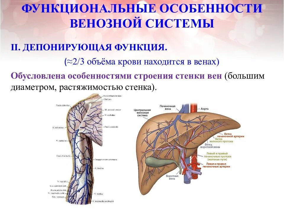 Особенности строения и функции вен. Особенности венозной системы. особенности строения венозной системы. функциональная анатомия венозной системы. функции венозной системы анатомия.