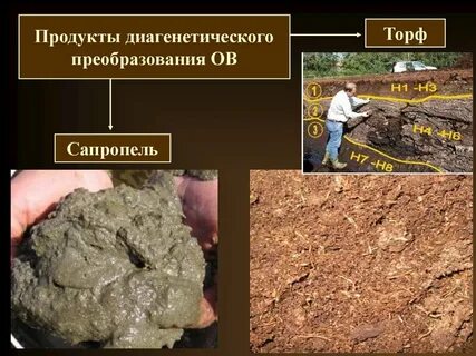 Почва является веществом биогенным