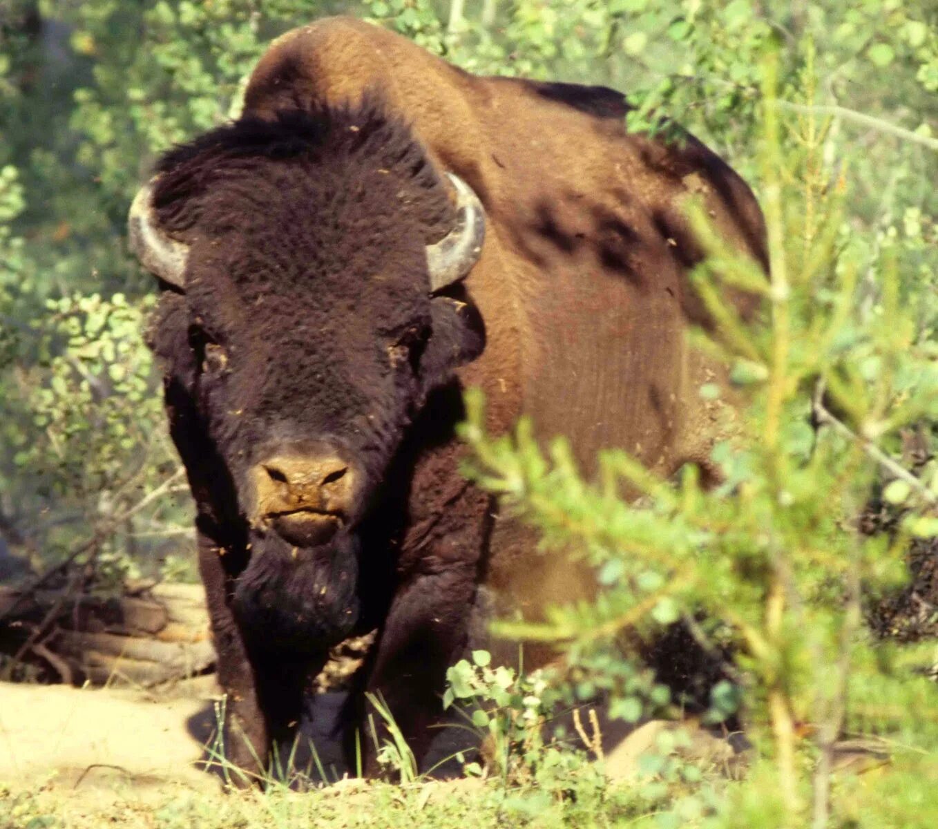 Вуд-Баффало. Wood Buffalo National Park. Вуд Буффало Канада бизоны. Парк Вуд Баффало интересные факты.