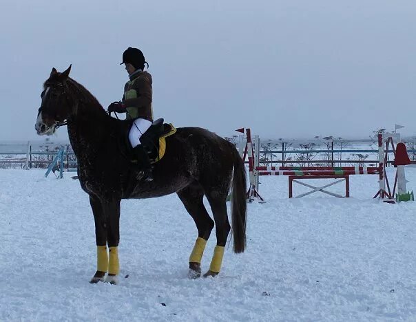 Лошадь Фергана. Fergana Velvet Horse.