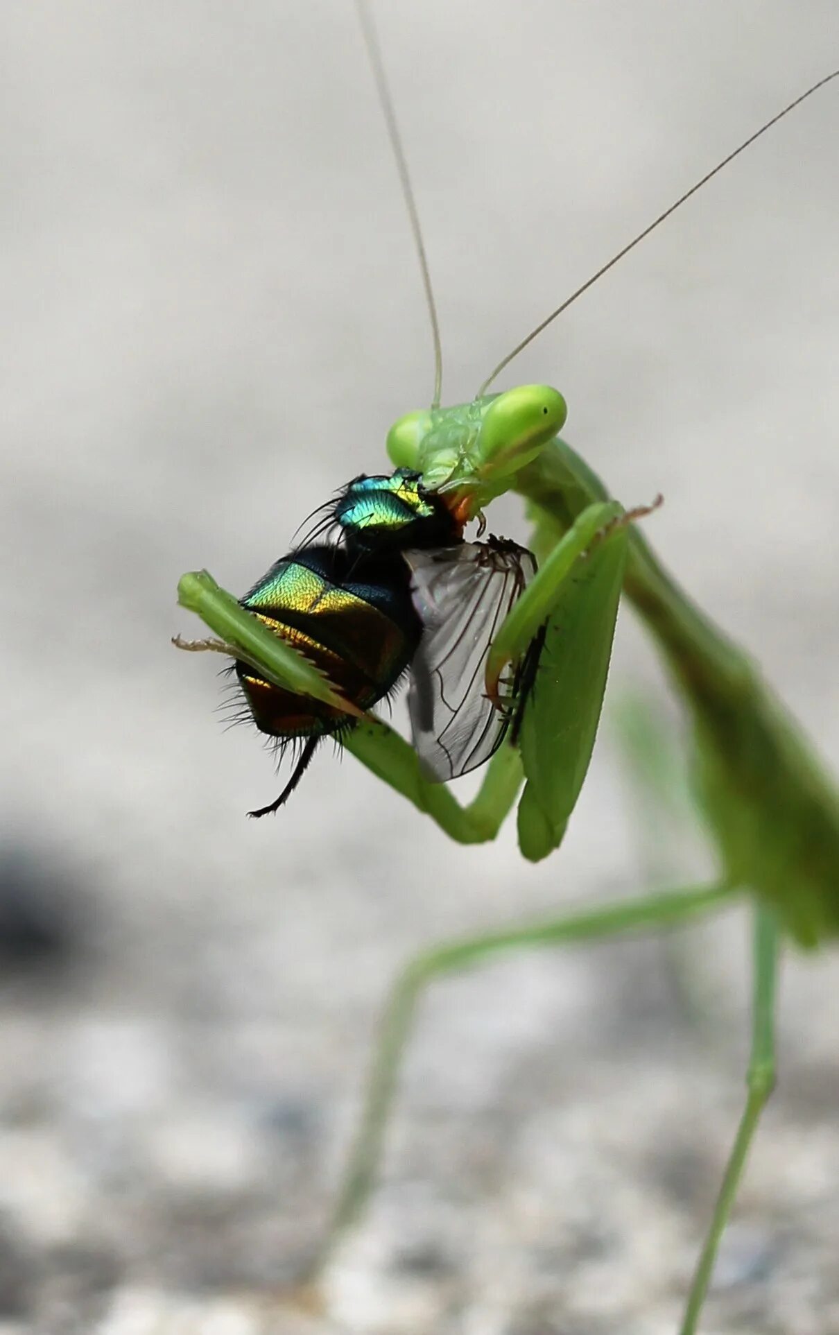 Богомолов жук. Praying Mantis насекомое. Жук богомол. Мантис богомол. Богомолы Мантис зелёный.