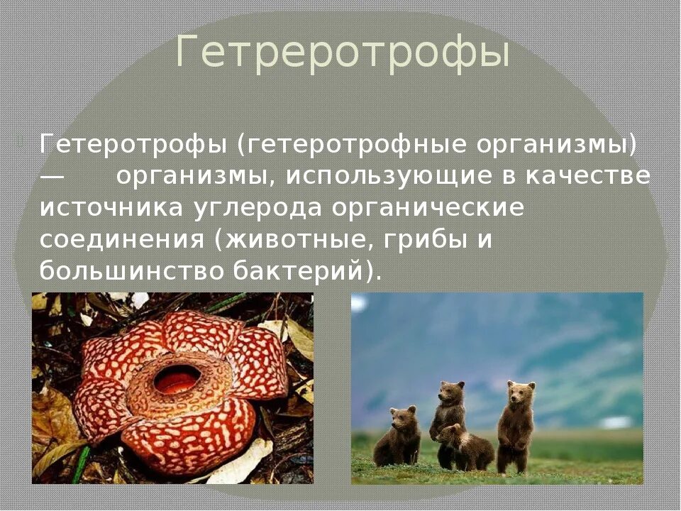 Гетеротрофы это в биологии 5 класс. Гетеротрофы это в биологии 5. Гетеротрофы это в биологии 6 класс. Гетеротрофы это в биологии 7 класс. Питается готовыми органическими веществами гетеротроф