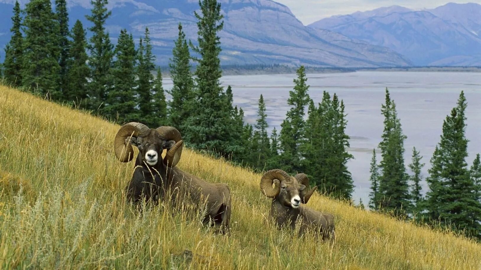 Вокруг была дикая природа. Тянь-шаньский горный баран. Плато Путорана животные. Горный баран Аляски. Фауна тайги Северной Америки.