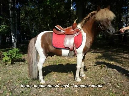 Золотая грива новосибирская область