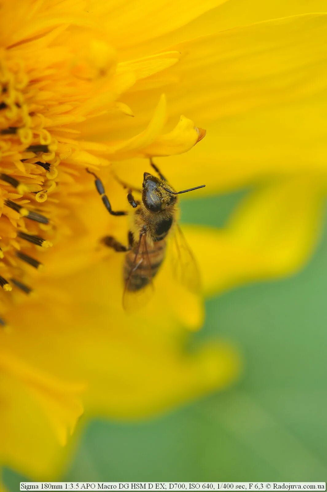 Sigma 180. Sigma 180mm 3.5 macro. {Sigma_180fps}.