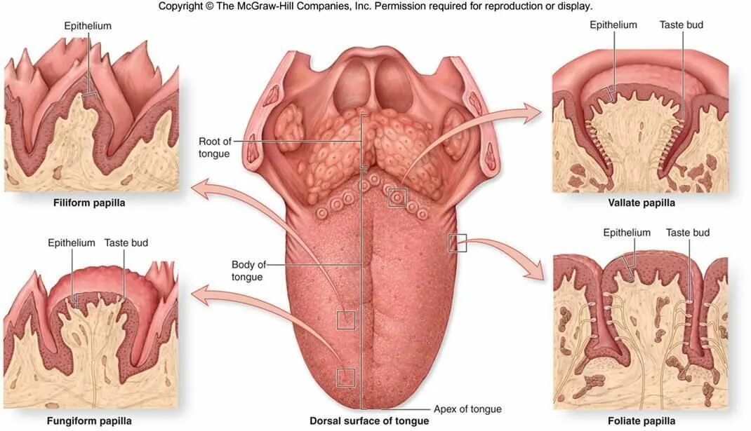 Рецепторы языка анатомия. Расположение сосочков на языке. State tongue