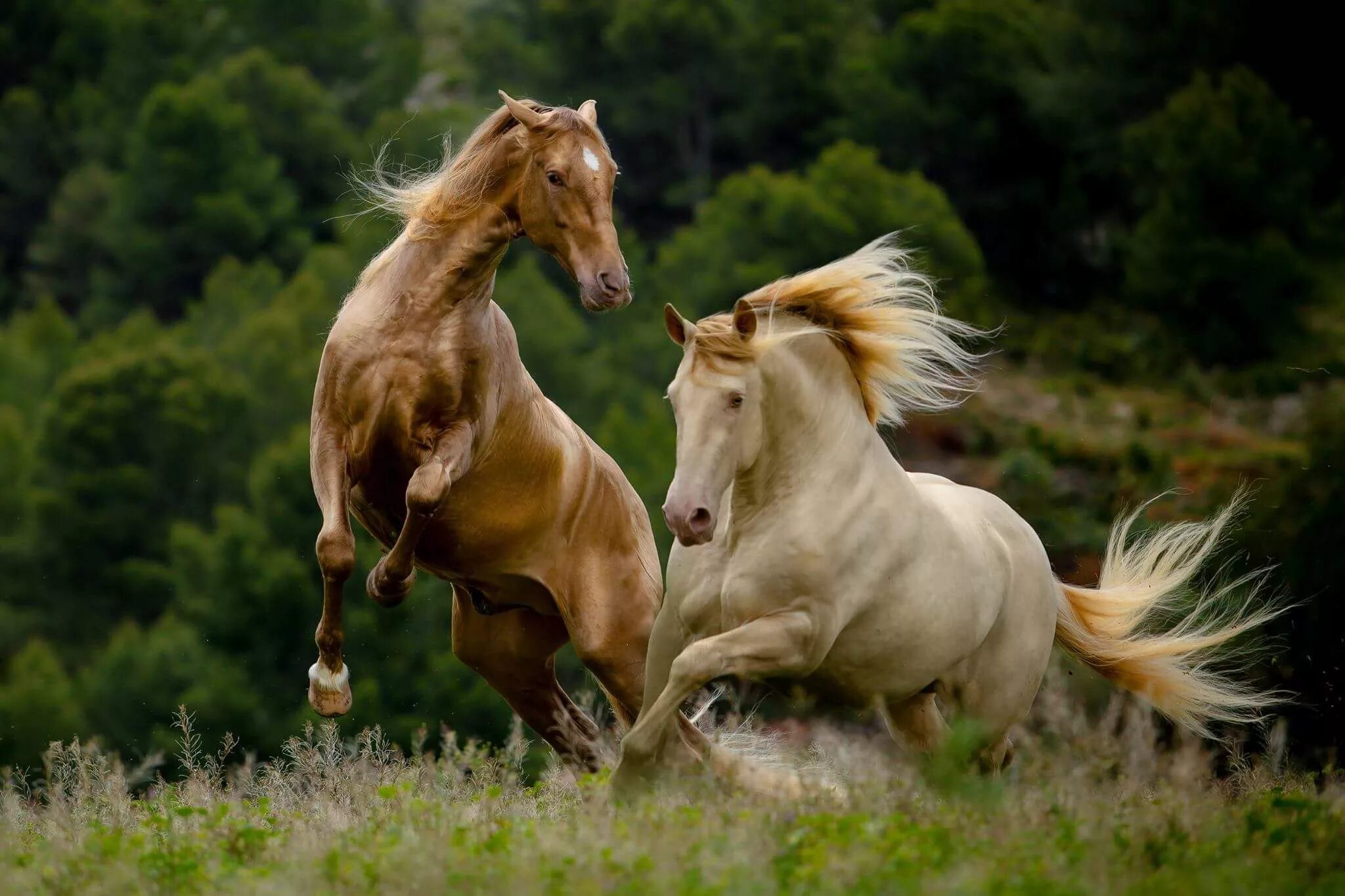 Horses are beautiful. Две лошади. Красивые лошади. Пара лошадей. Красивые лошади на природе.
