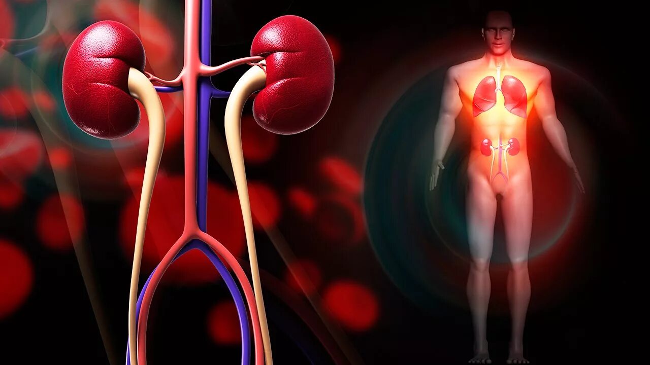 Лечение диффузных почек. Дисфункция почек. почечная недостаточность фото человека.