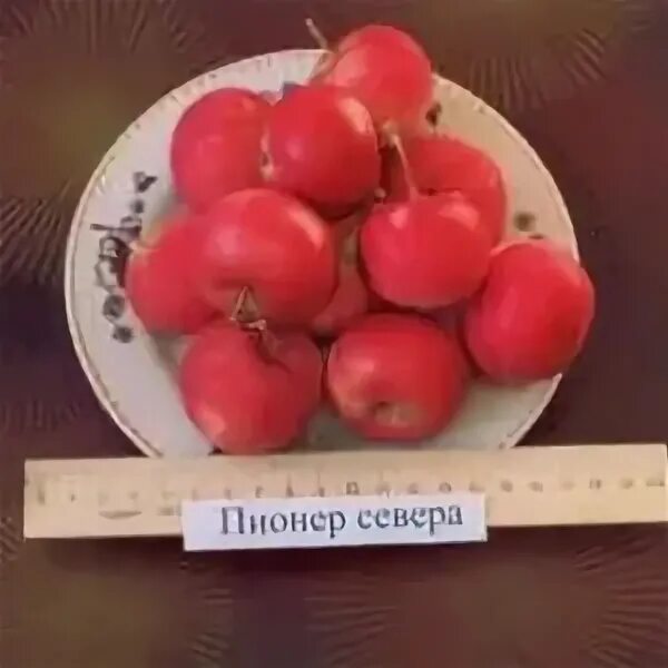 Пионерами яблоня описание фото Яблоня "Пионерка" описание, фото и характеристики сорта