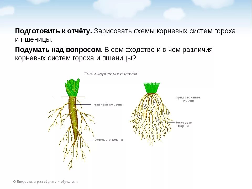 Корневая система фасоли. Горох корневая система мочковатая. Строение корня и типы корневых систем. Корневая система гороха 6 класс.