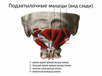 Нижняя косая мышца