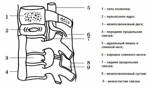 Тело позвонка размер. Дуральный мешок анатомия спинной мозг. Протрузия деформирует дуральный мешок что это. Дуральный мешок позвоночника шейного отдела. Деформация дуральный мешок позвоночника.