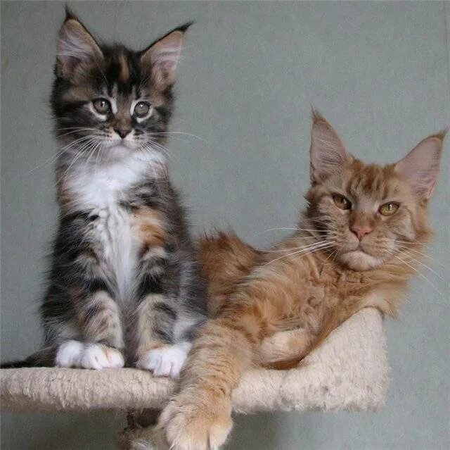 До какого возраста мейн куны котята. Сибирский мейн кун котенок 2 месяца. мейн кун и сибирская 3 месяца. мейн кун vs сибирская кошка. котята мейн куна и бурмы.