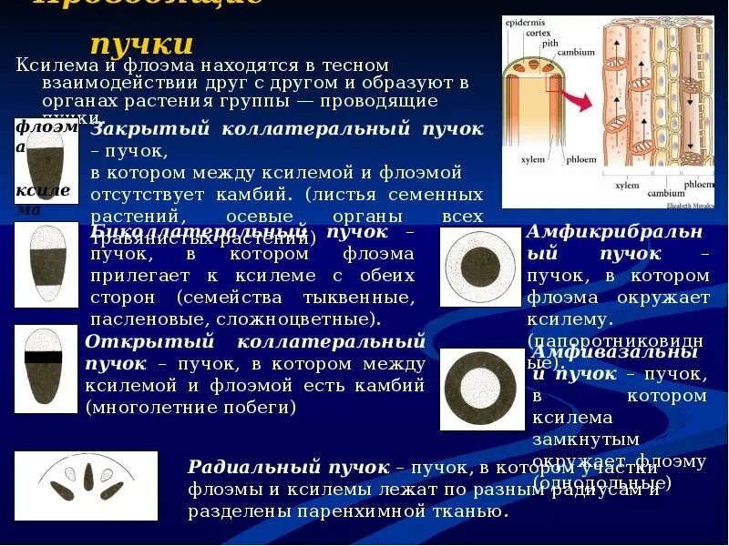 Типы проводящих пучков. Проводящие пучки ксилемы и флоэмы. Проводящие пучки и их типы. Типы сосудисто-волокнистых Пучков. Сосудисто-волокнистые пучки открытого типа.