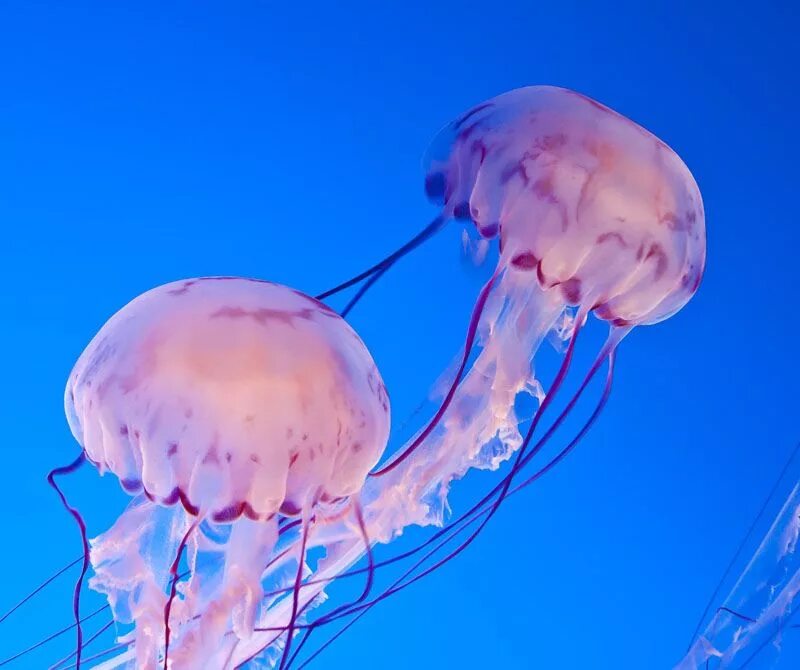 Чем опасны медузы. Медуза Джеллифиш. Сцифоидные медузы. Пурпурополосая медуза. Бокаловидные медузы.