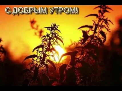 Крапива лебеда