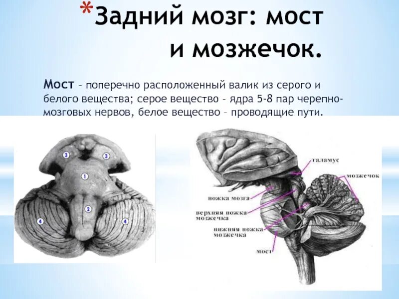 Задний мозг строение анатомия. Структуры белого вещества заднего мозга. Задний мозг мост анатомия. Задний мозг варолиев мост и мозжечок. Задний отдел мозга включает