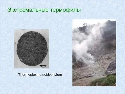 Термофилы