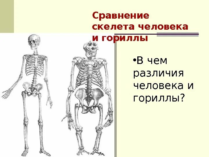 Отличие скелета человека от млекопитающего. Строение скелета сравнение скелета. Скелет гориллы и человека. Различия человека и гориллы. Отличие скелета человека от скелета гориллы.