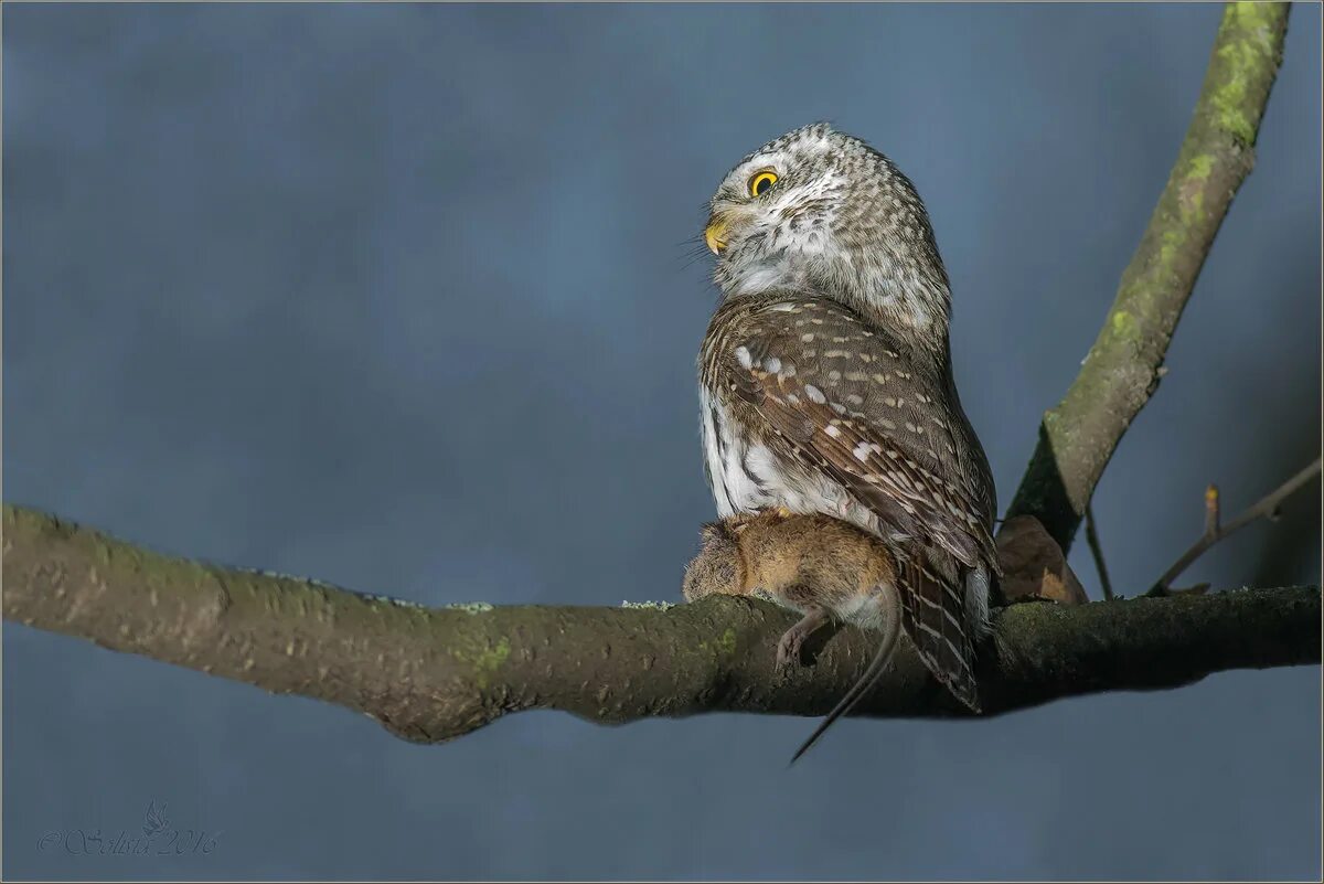 Воробьиный Сыч (Glaucidium passerinum l.),. Сыч охотится. Браминский Сыч oxota. Кактусовый Сыч.