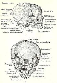 Затылочный бугор