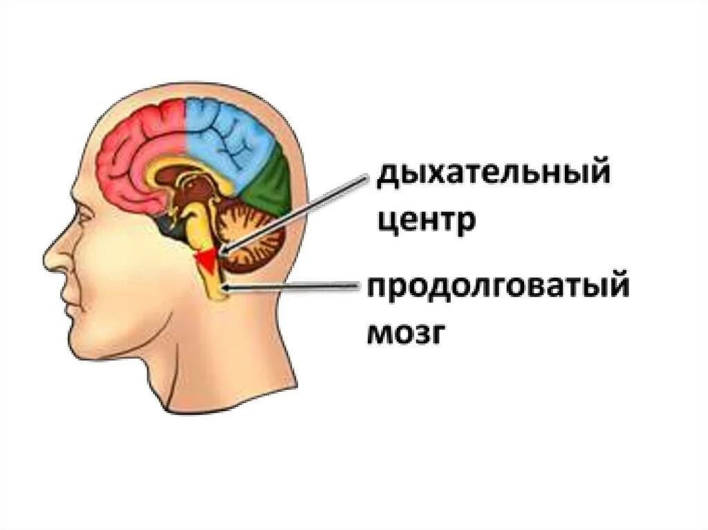 Сердечный центр головного мозга. Дыхательный центр продолговатого мозга. Дыхательный центр расположен в продолговатом мозге. Функции дыхательного центра продолговатого мозга. Центр вдоха в продолговатом мозге.