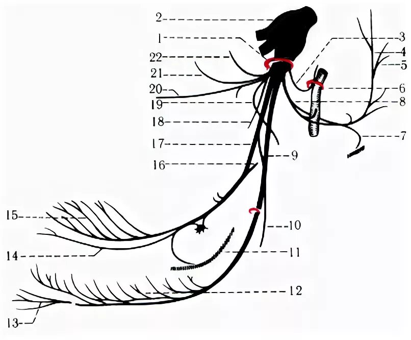 Выход тройничного нерва из черепа. Глазодвигательный нерв анатомия на черепе. Выход черепных нервов из черепа схема. Выход тройничного нерва из черепа. Черепные нервы на черепе анатомия.