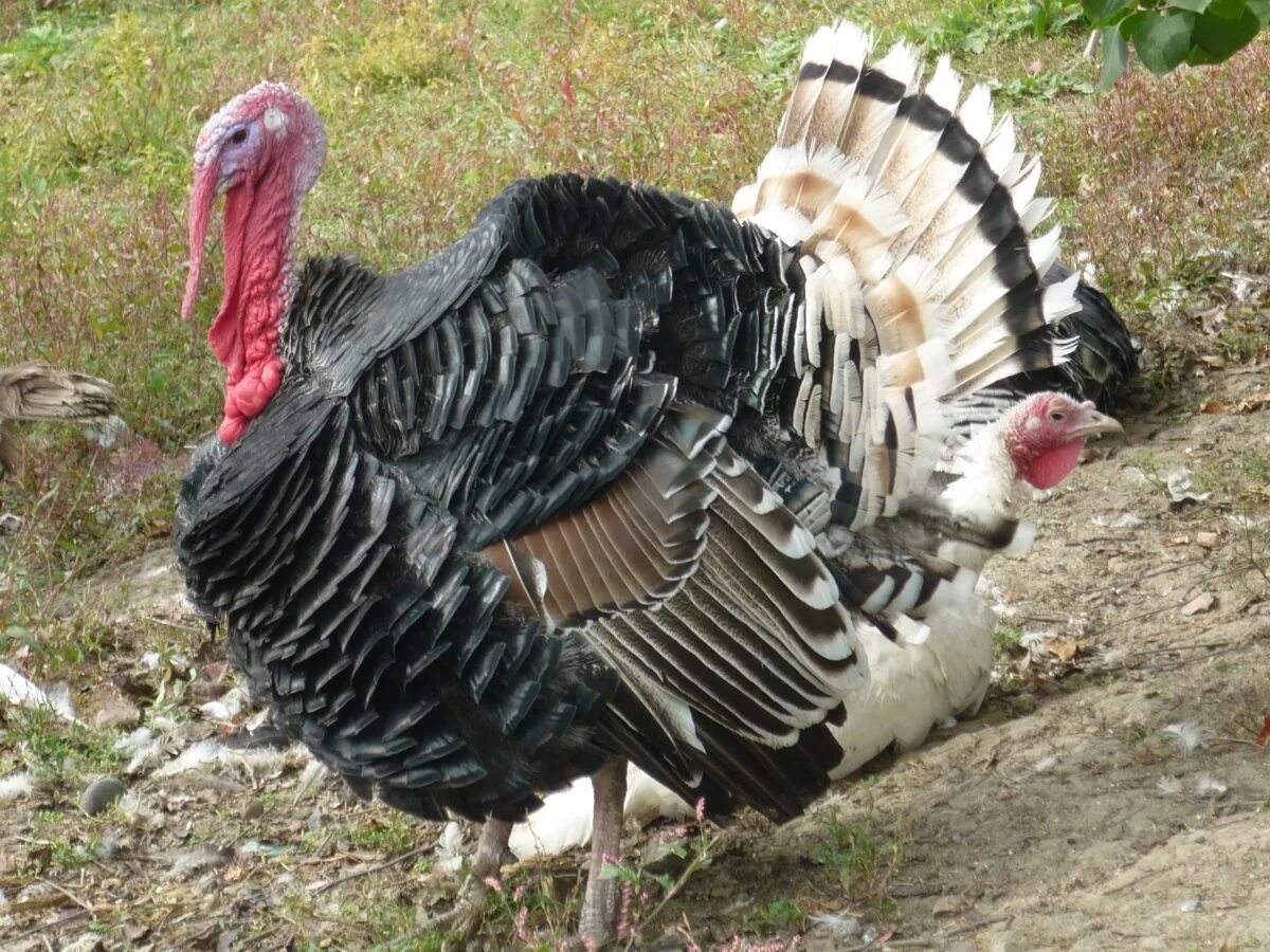 Индюки хайбрид конвертер в 4 месяца. Буква и индюк. Фото трехмесячных индюков. 3 индюк. 3 индюка.