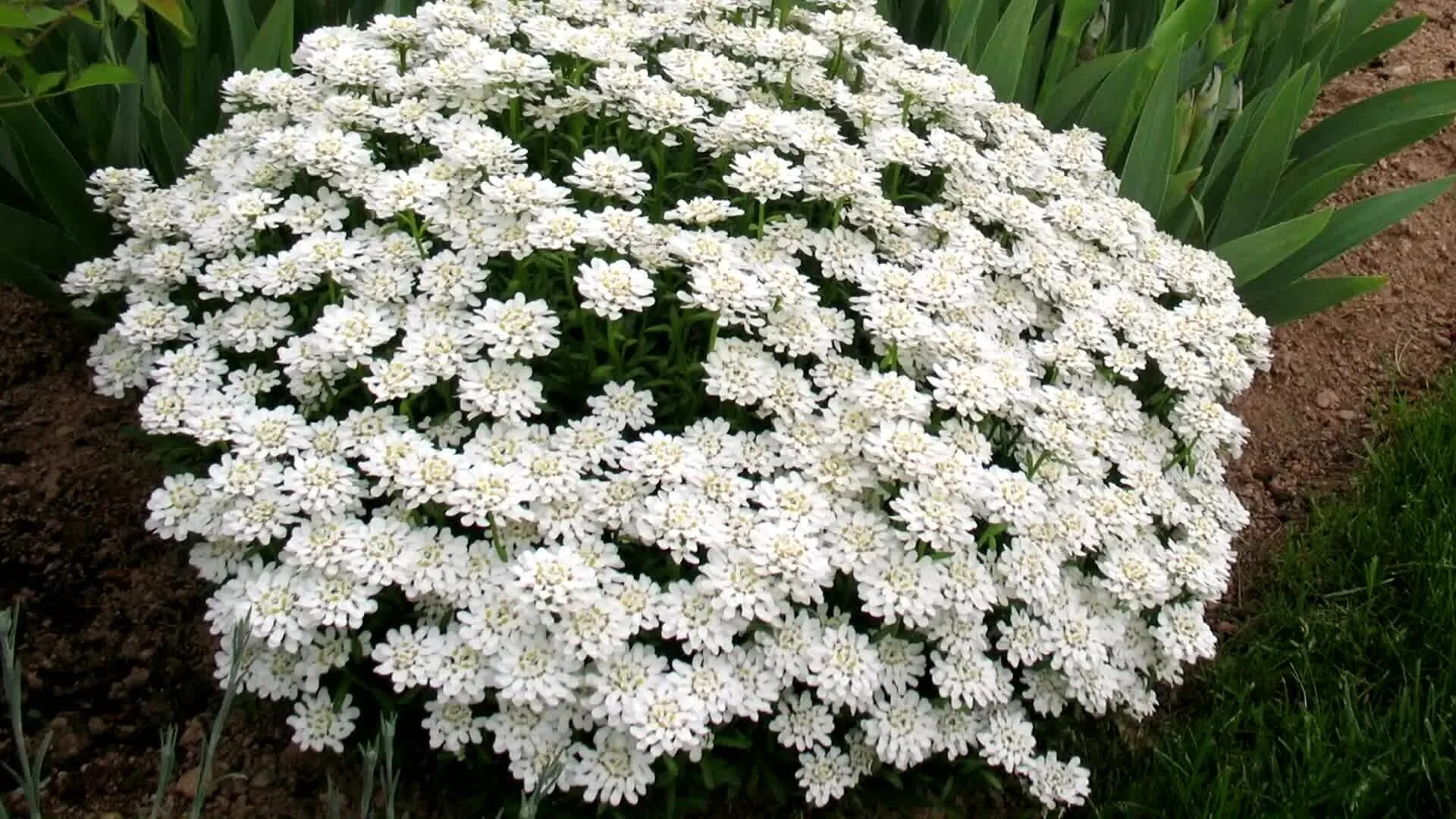 Названия белых многолетних цветов. Иберис вечнозеленый. Иберис скальный. Иберис вечнозеленый Сноуфлейк. Иберис Сноуфлейк.