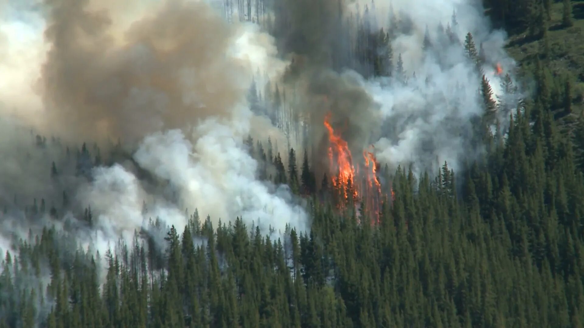 задымление леса. лесные пожары. дым над лесом. природные пожары. дым в лесу фильм.